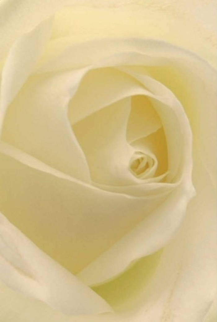 The close-up of this ivory-white rose reveals a world of tranquility and sophistication nestled within layers of delicately curved petals. Each creamy fold gently spirals inwards, gathering the soft morning light you might encounter near Feltham's open greenspaces, creating an effect as if the bloom glows from within. The pure, harmonious blend of white and cream suggests not just natural perfection, but also the careful curation you'd expect from an experienced florist familiar with moments that call for sincerity-whether a wedding in Feltham, an apology, or an elegant centrepiece for a gathering. The almost imperceptible transitions in colour and shadow reflect both the resilience and purity emblematic of a rose, enhanced by the tender touch of a Feltham Florist's hand. As you lean in, the imagined freshness and faint perfume conjure peace and gentle hope, making this rose an appropriate and moving choice for marking heartfelt occasions or sending warmth across the community.